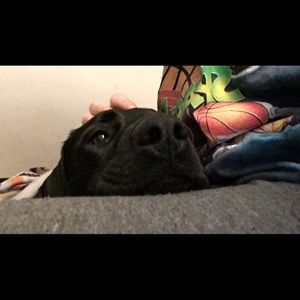 Meet your Posher, Molly